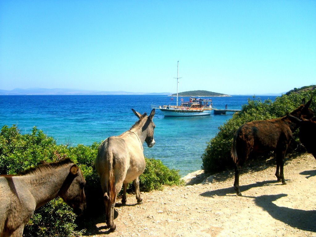Çeşme Eşek Adası | Nomatto