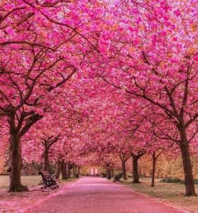 Dünyanın En Güzel Bahçeleri