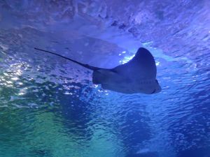 Aqua Vega Aquarium is located in ANKARA