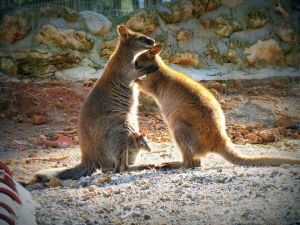 Antalya Doğal Yaşam Parkı