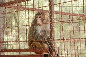 The Kumluca Sarnics Hill Zoo is located in Kumluca