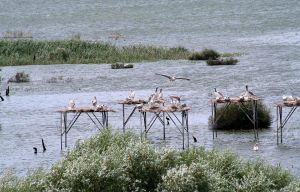 This is Manyas National Park