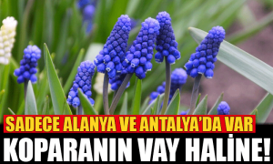 Çiçek Dalında Ucuz