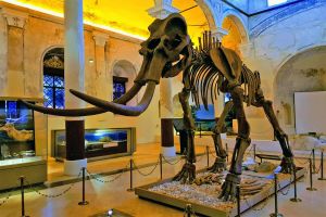 The museum of natural history