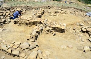 Successful Olive Tree Archaeological Excavation