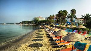The Bird Beach