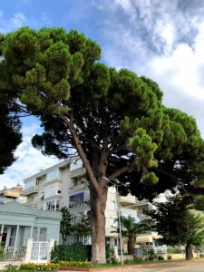 The Monument Tree