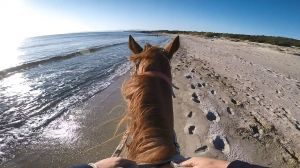Safari on horseback