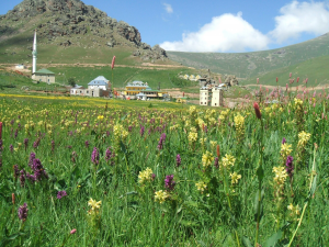 Taşköprü Yaylası