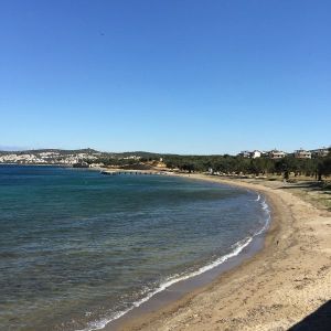 The Tree of Life Beach