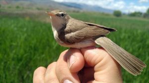 Iğdır Kuş Gözlemciliği