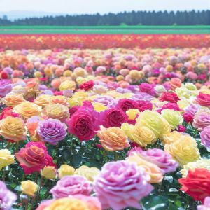 The rose gardens of Isparta