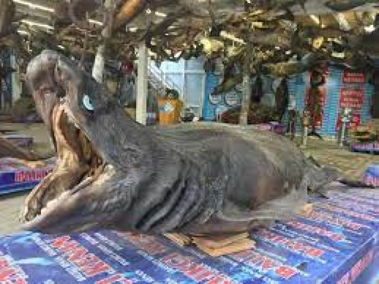Fisherman Kenan Sea Creatures Museum 4. Fotoğraf