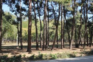 The Florya Atatürk Forest