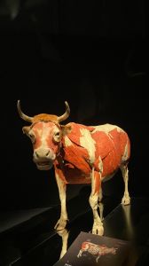 Anatomy Exhibition of Real Animals