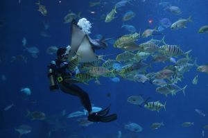 The Istanbul Aquarium is located in Istanbul