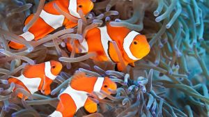 Sea Life Aquarium Forum is located in Istanbul