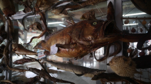 The Museum of Marine Life