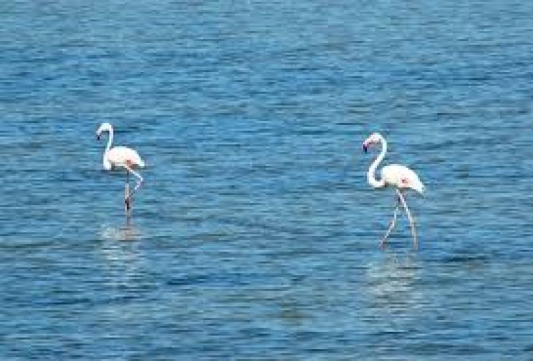 Seyfe Gölü Kuş Gözlemciliği 4. Fotoğraf