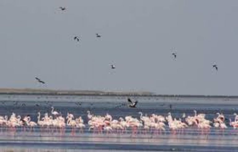 Seyfe Gölü Kuş Gözlemciliği 2. Fotoğraf