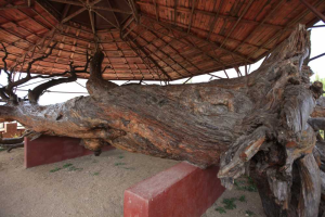 The Muzuq Pine