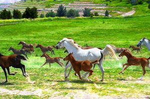 Sultansuyu Harası