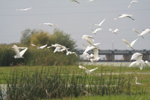 Paradise of the Red Bird