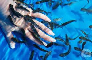 A fish spa