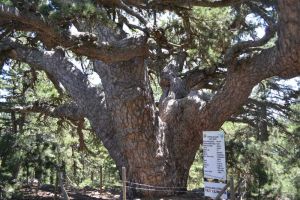 A memorial tree to me