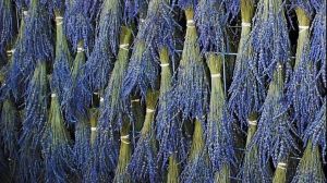 Visit the lavender gardens