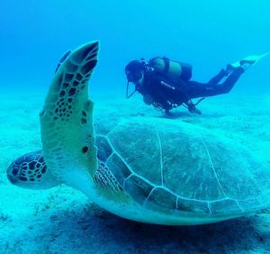 Diving with the Olympus Tube