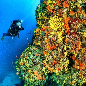 Menstrual tube diving