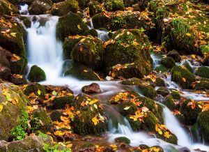 Nature photography in Bolu