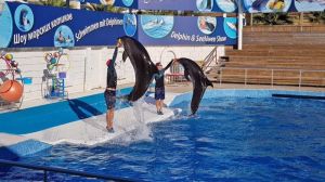 Aksu Dolphinarium