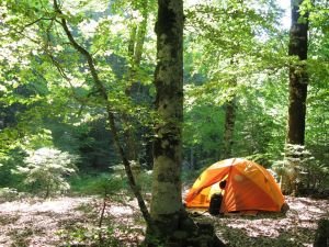 The Camp of the Frogs