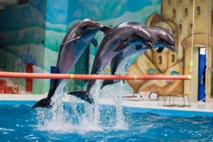 Dancing with the Dolphins - Dolphinarium
