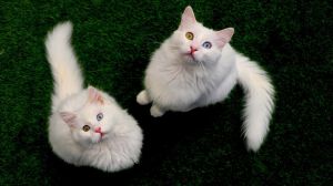 House of the Van Cat