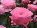 The Festival of Roses in Isparta 7. Fotoğraf