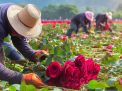 The Festival of Roses in Isparta 3. Fotoğraf