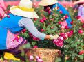 The rose gardens of Isparta 1. Fotoğraf