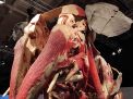 Gerçek Hayvanların Anatomi Sergisi 2. Fotoğraf
